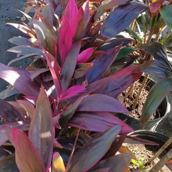 Red Sister Privacy Hedge Plants 3gl $6🌿🌿🌿