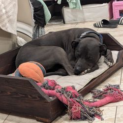 Wooden Dog Bed 