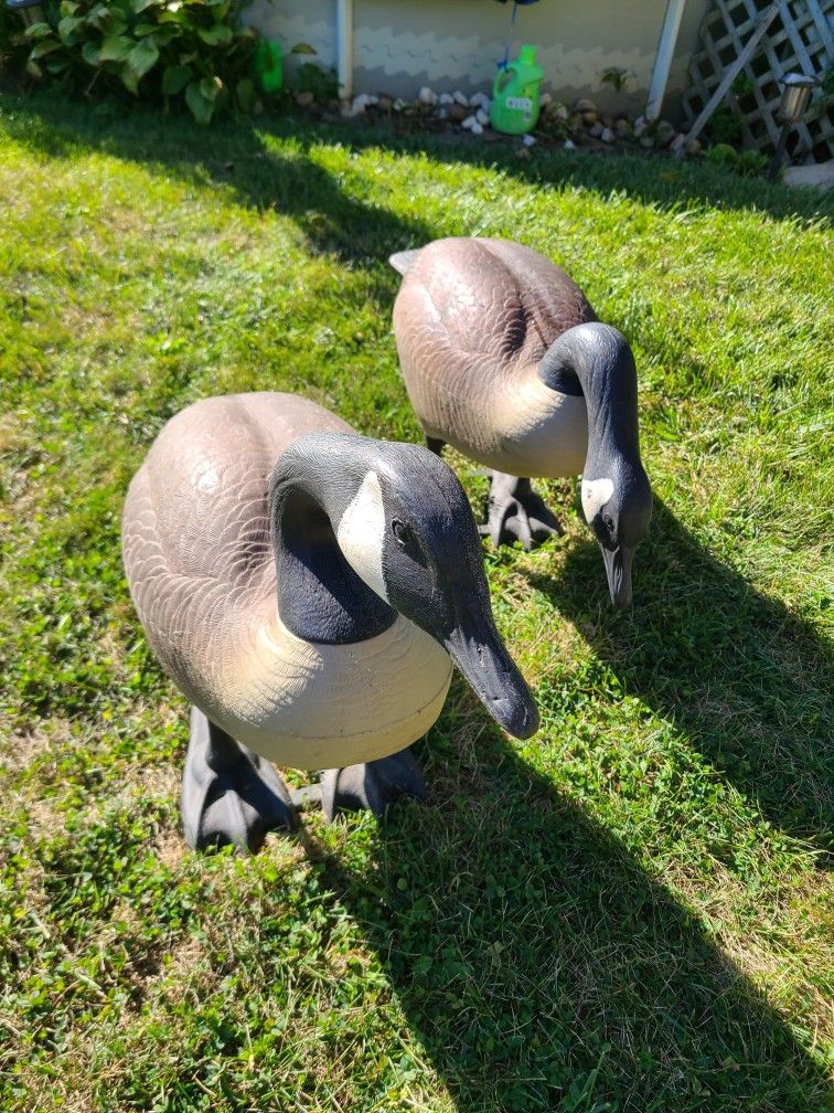 Goose Decoys Or Yard Decor