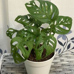 Monstera Adansoni