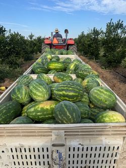 Watermelon’s for sale