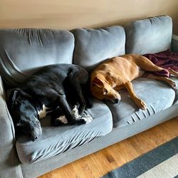 Blue 3 Seater Couch For Sale