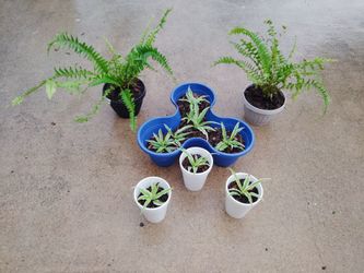 plantas $10__$8__$1
