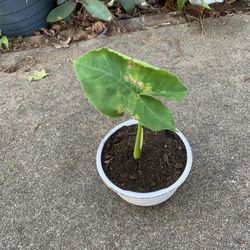 Elephant Ear Plant 