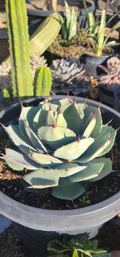 Agave Parryi Home & Garden