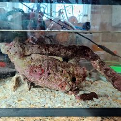 Live Rock And Substrate