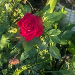 Roses $10