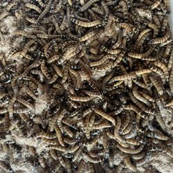Superworms