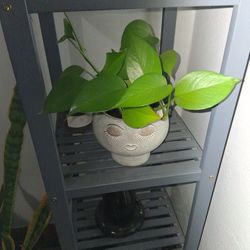 Potted Pothos In Face Pot