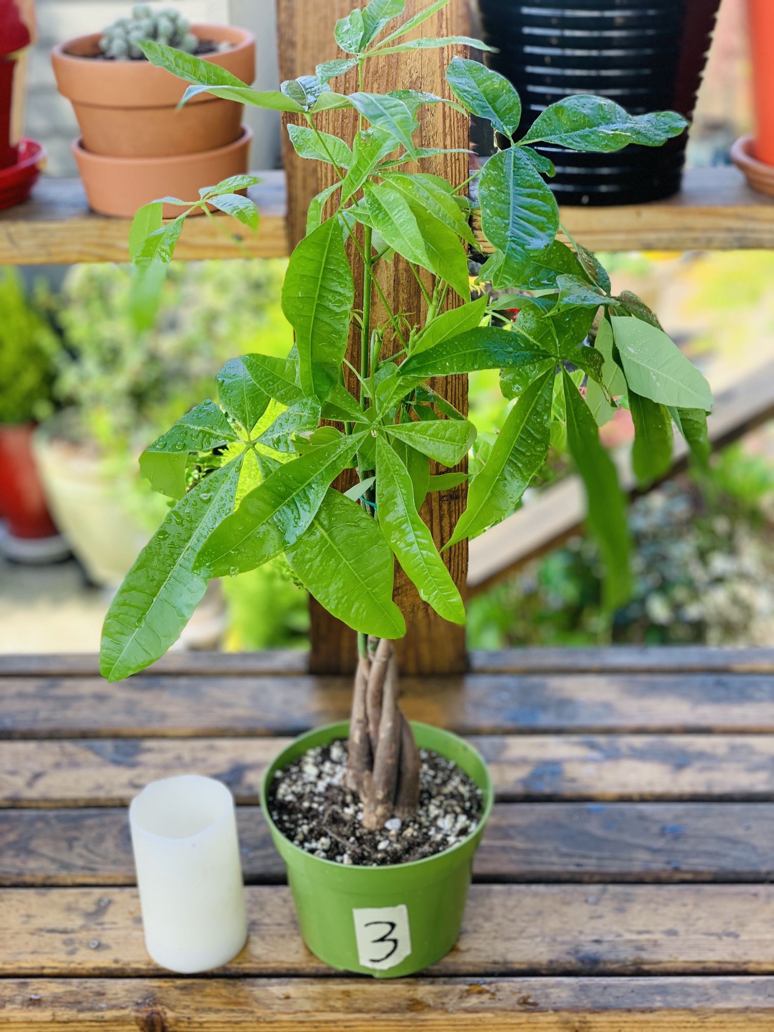 Live indoor Money tree plant in a plastic nursery planter pot—firm price