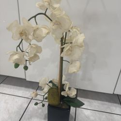 Orchid Plants-fake 