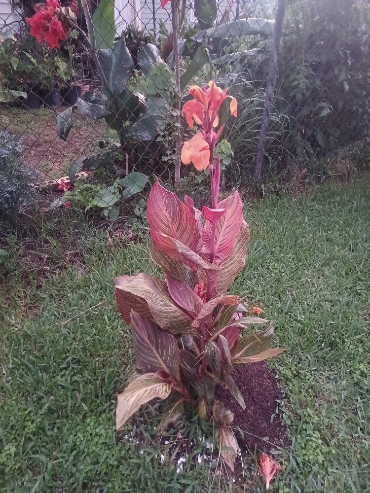 Tropicana Canna Lily 