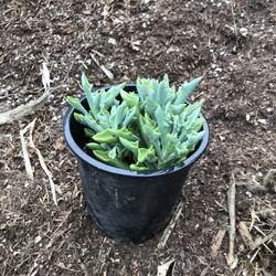 Senecurio Spearhead 1 gal. Succulent Plant
