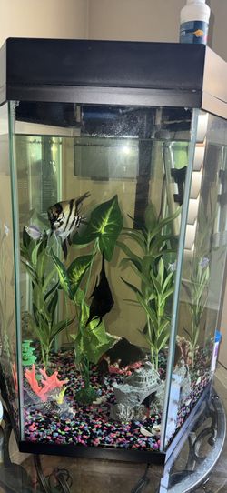 25 gallon fishtank