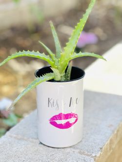 Aloe