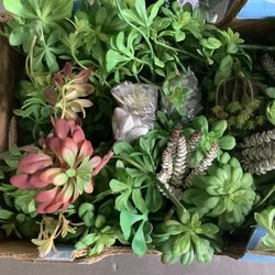 25 Pieces Of Misc Artificial Succulents