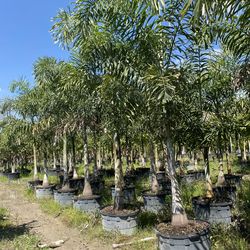 Nice Foxtail Palms!