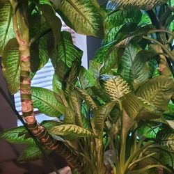 2 Extra Large Dieffenbachia Indoor Plant For Sale
