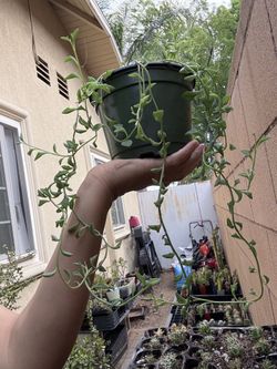 String of dolphins 🐬
