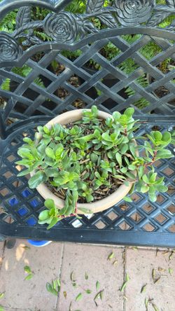 Succulent Plant/planta Suculenta