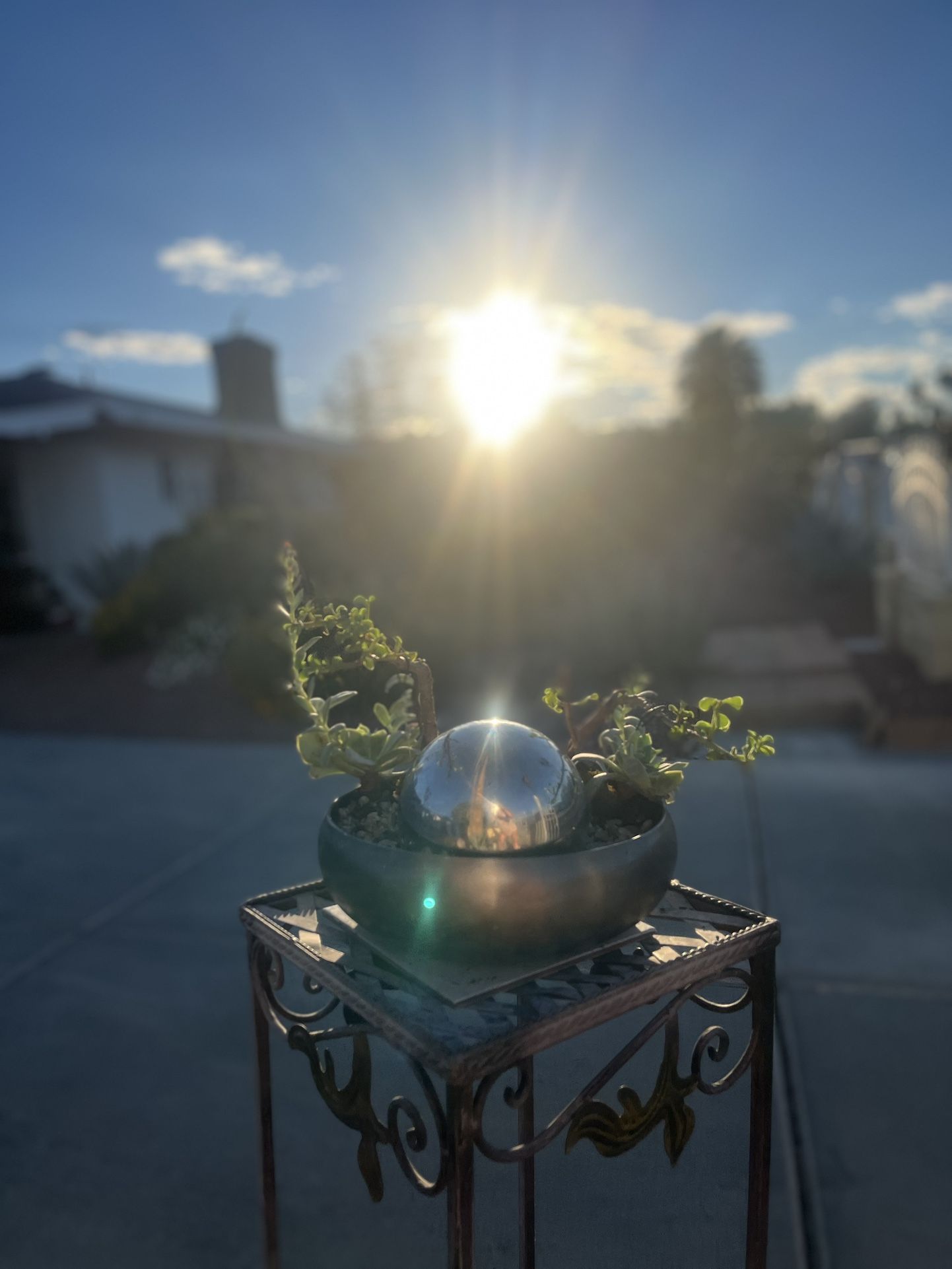  Vegas Succulent By Design