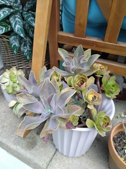 Cactus plant