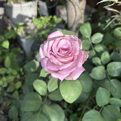 Rosal Morado Flor Olorosa