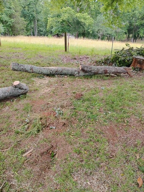 Free Fire Wood