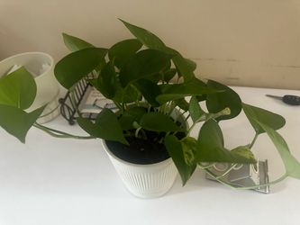 Pothos Plant in White Ribbed Pot