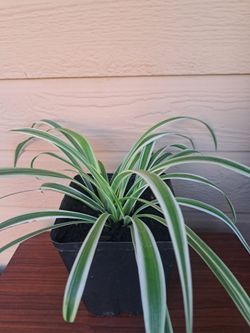 Bonita Planta De🕷