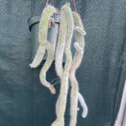 Planta De Cola De Mono, Chango En Maceta De 8 Pulgadas Colgante Pick Up Only