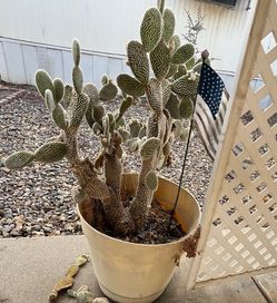 Large Potted Bunny Ear Cactus