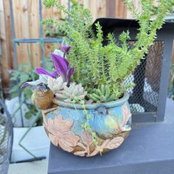 Real Succulents In Pot 