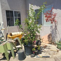 Climbing Rose Vine Cecile Brunner