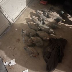 Duck Decoys 