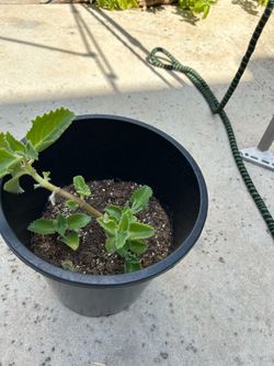 planta de orégano