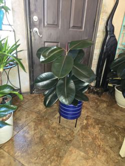 2ft 8in tall Rubber tree plant in new 9in wide ceramic pot with stand