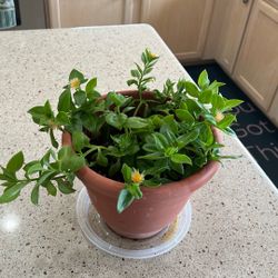 SUNNY.  ROSE. PLANT