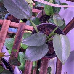 Philodendron Silver Sword