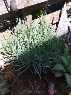 Succulents HUGE landscaping succulent bush