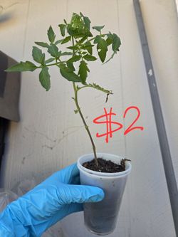 Tomato seedlings 