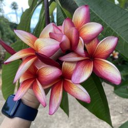 Plumeria Cuttings Goldmine Large