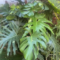 Monstera Split Leaf Philodendron Mutant Plant