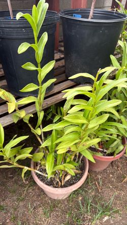 Plant