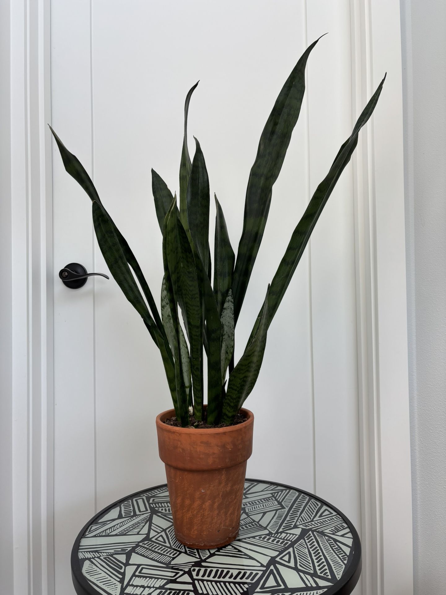 PENDING - Snake Plant w/ Terra-cotta Pot 🐍🪴