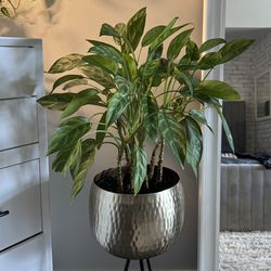 Chinese Evergreen | Indoor Tropical Plant