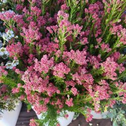 Wholesale Flowers for bouquet. Flores al por mayor para ramos.
