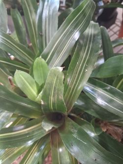Brumelias plant.
