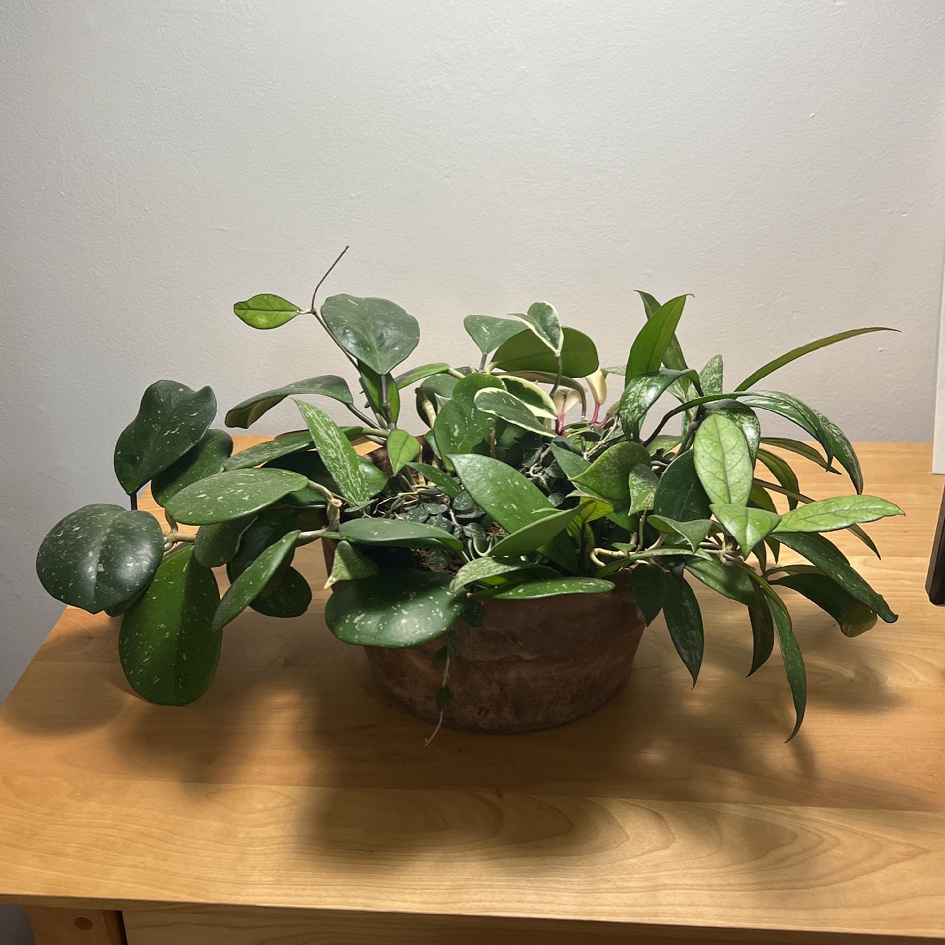 Exotic Hoya Assortment W/ Terracotta Basket 