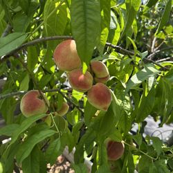 Peach Tree 24”box 
